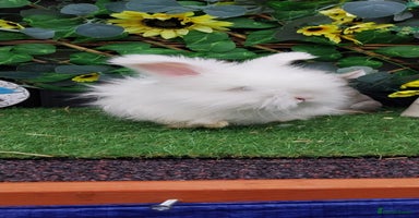 Angora rabbits - Advert 10