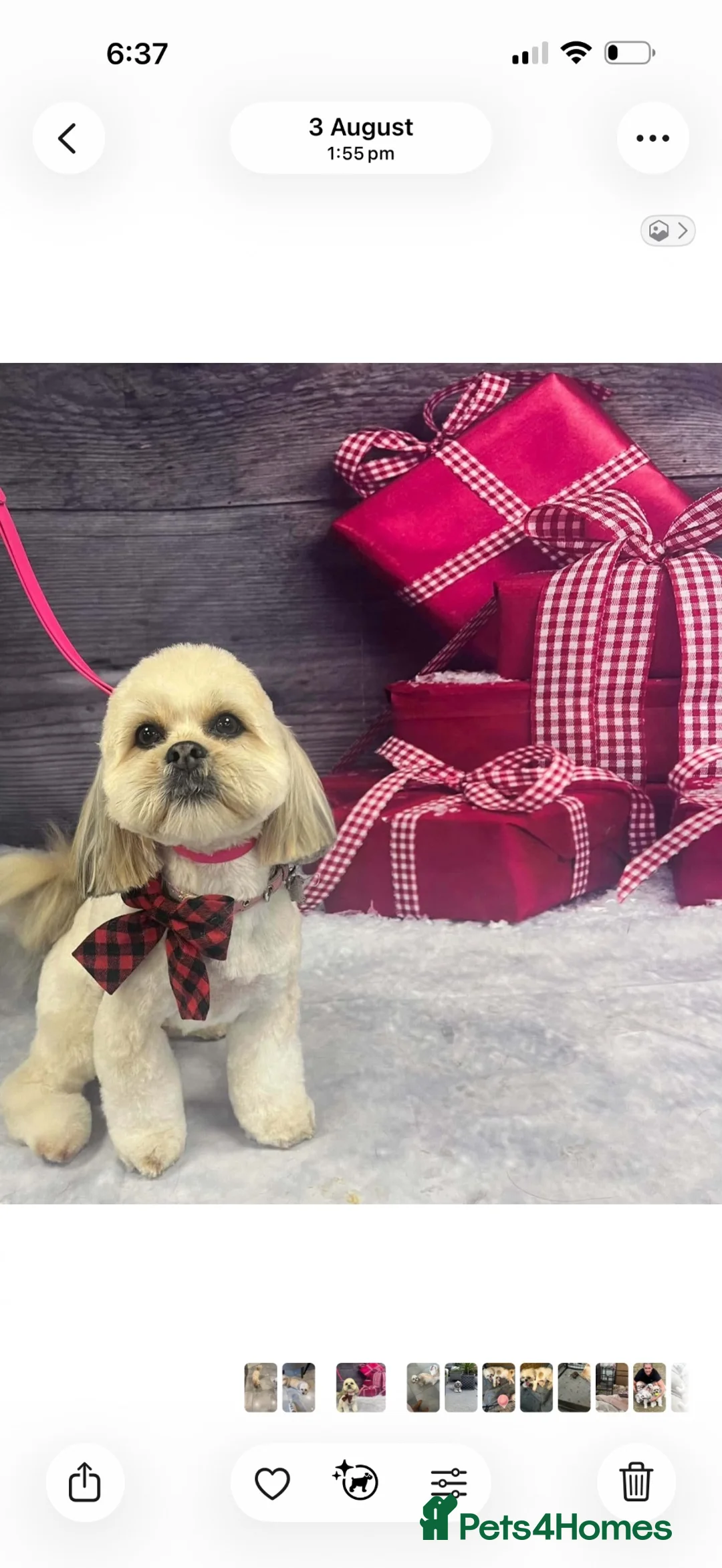 Lhasa Apso dogs for sale: Gorgeous Lhasa apso boy  - Advert 2