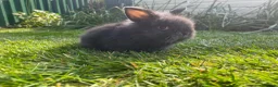 Lionhead rabbits for sale: Mini double maned lionheads and mini lops  - Advert 18
