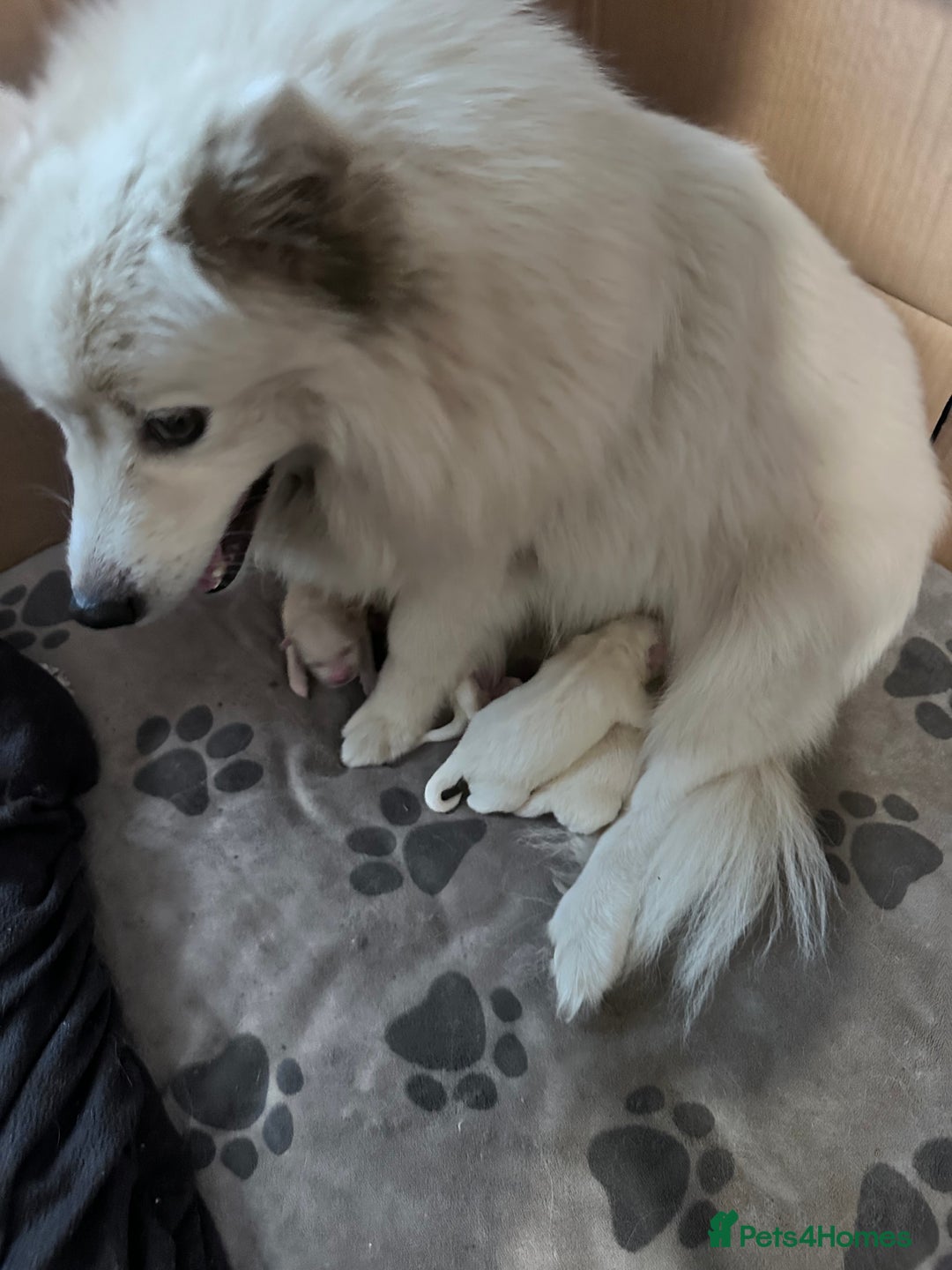 Japanese Spitz dogs for sale: Japanese spitz pups for sale  - Advert 2