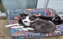 Border Collie dogs for sale: Stunning KC registered blue and white bitch  - Image 11