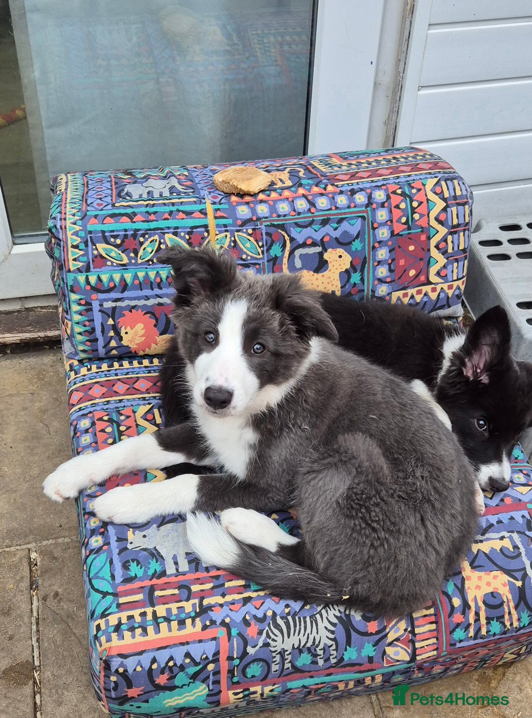 Border Collie dogs for sale: Stunning KC registered blue and white bitch  - Image 11