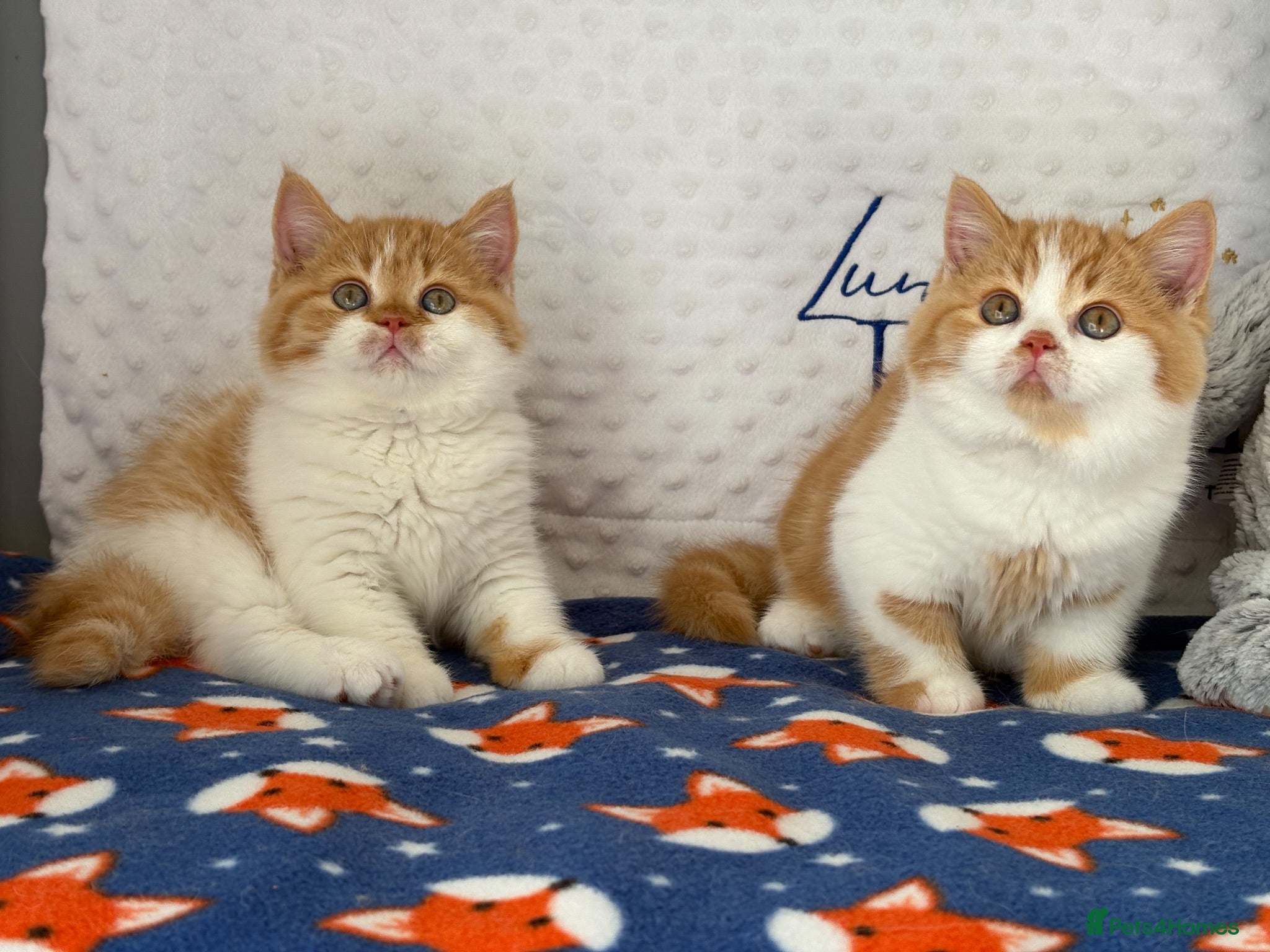 British Shorthair cats GCCF BSH kittens- championship lines - Advert 1