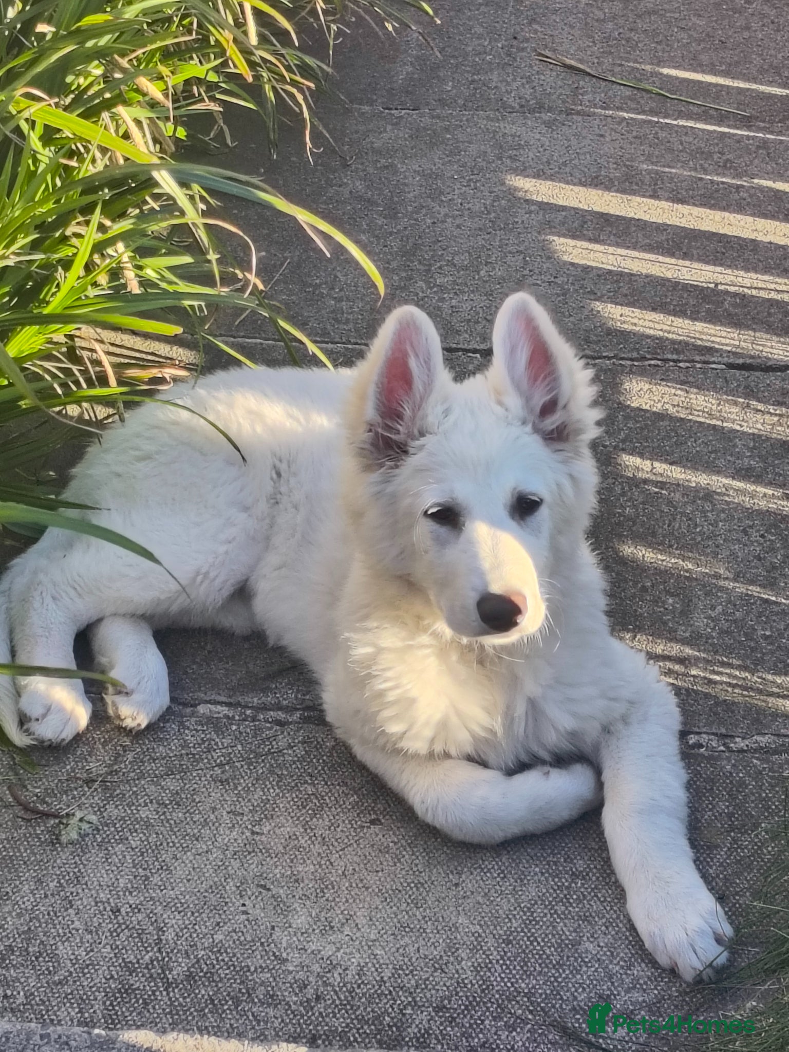 German Shepherd dogs White German shepherd puppy  - Advert 5
