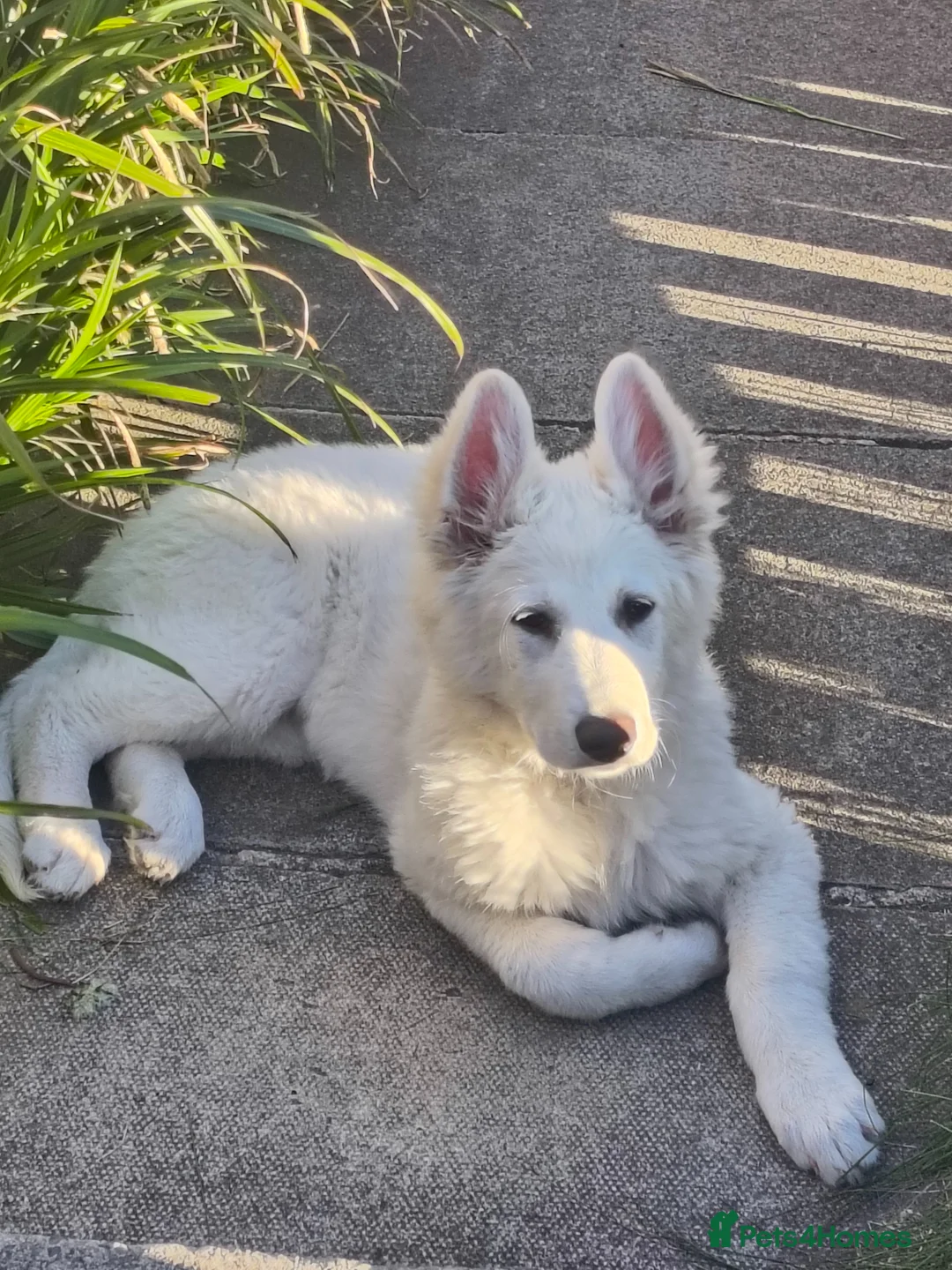 German Shepherd dogs for sale: White German shepherd puppy  in Colne - Advert 1