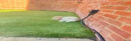 Dwarf Lop rabbits for sale: Two lovely dwarf lops in Basingstoke - Advert 6