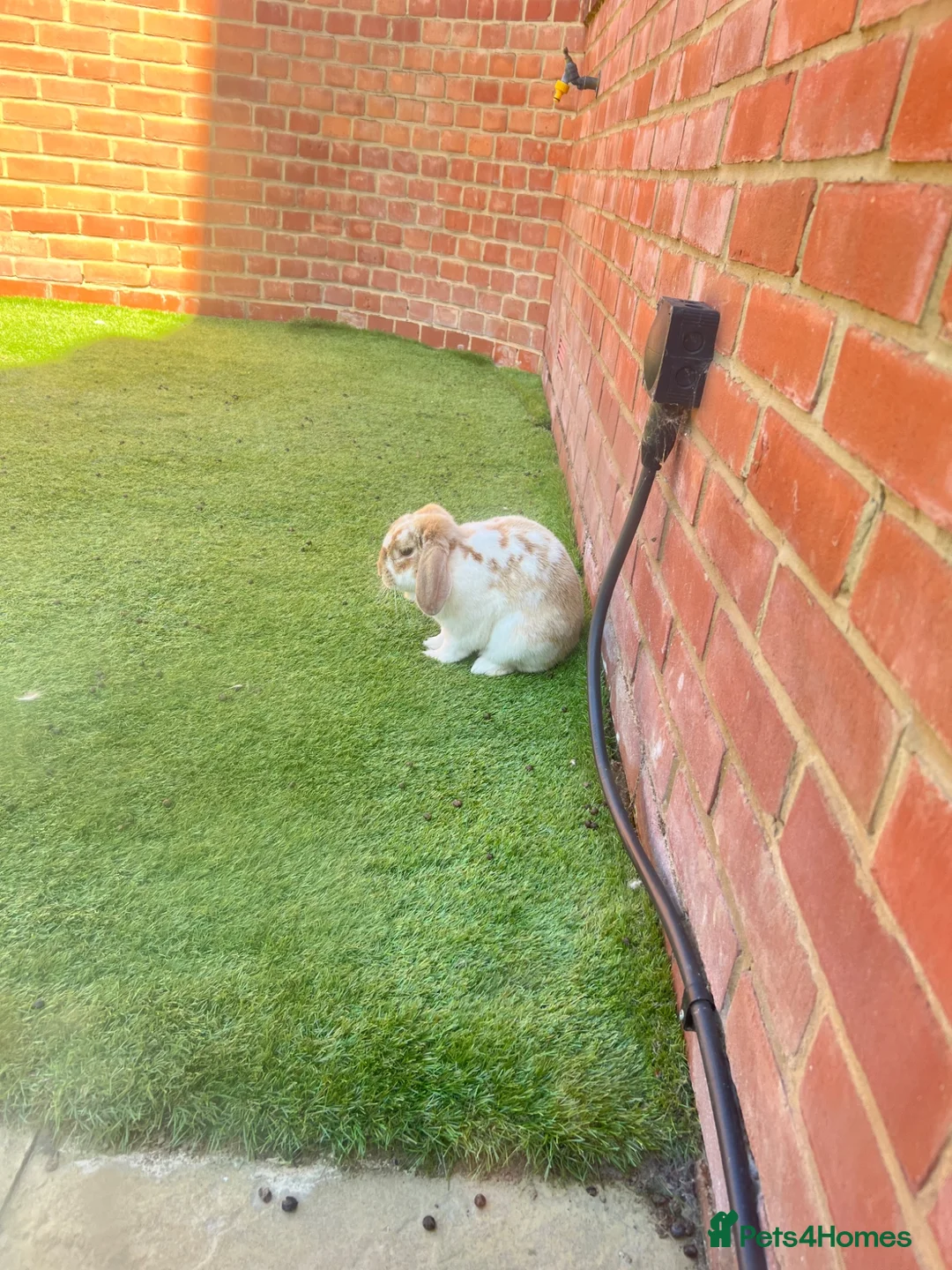 Dwarf Lop rabbits for sale: Two lovely dwarf lops in Basingstoke - Advert 6