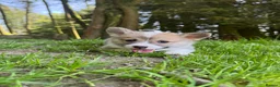 Welsh Corgi Pembroke dogs for sale: Beautiful Natural Bob Tail Pembrokeshire Pups - Advert 16