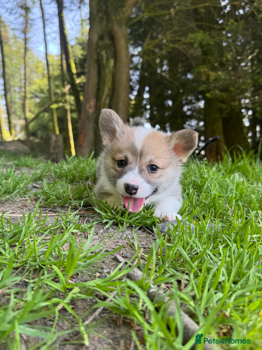 Welsh Corgi Pembroke dogs for sale: Beautiful Natural Bob Tail Pembrokeshire Pups - Advert 16