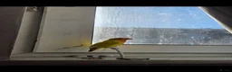 Lovebirds birds for sale: Tia a very cute and kind lovebird  - Advert 4