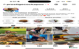 Cavapoo dogs for sale: Extensively Heslth Tested Cavapoo puppies  - Image 12