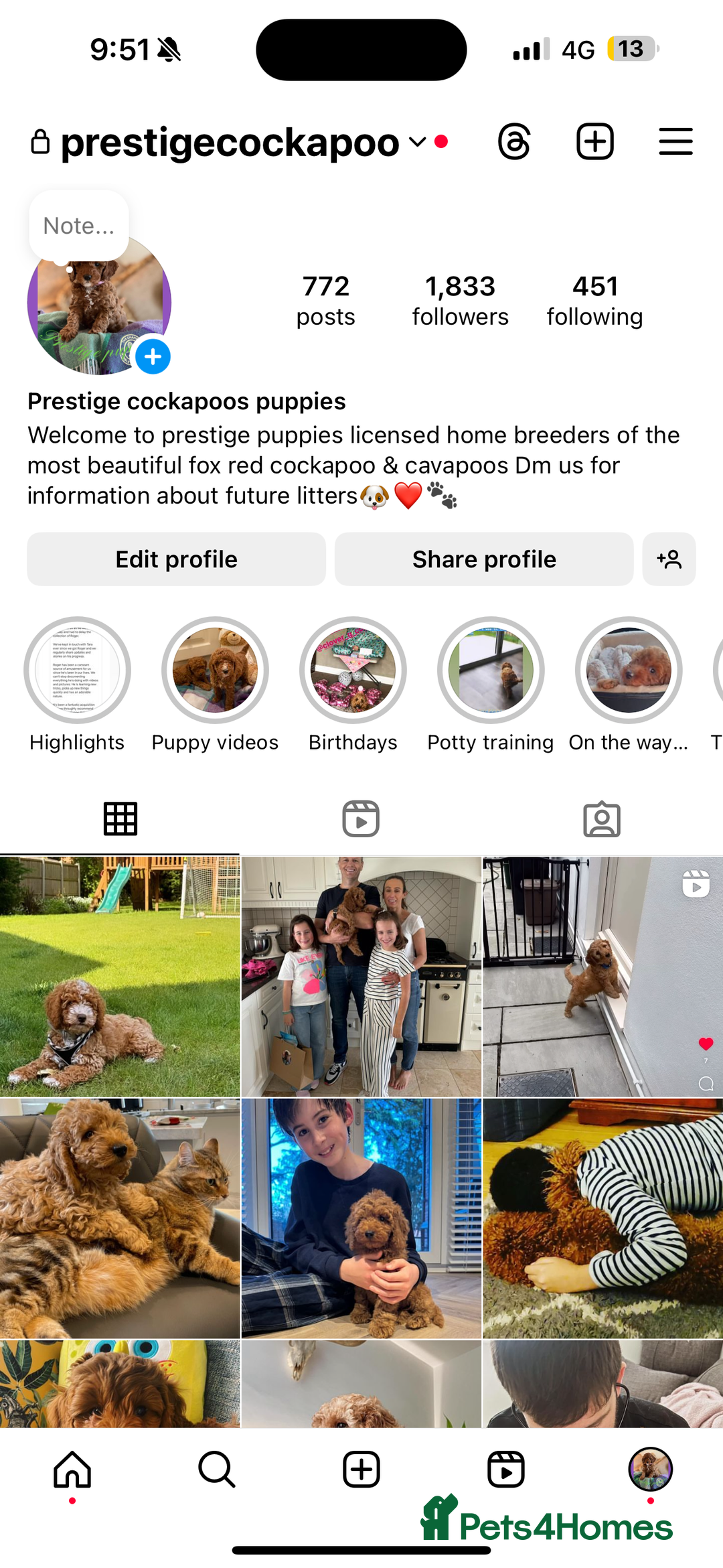 Cavapoo dogs for sale: Extensively Heslth Tested Cavapoo puppies  - Image 12
