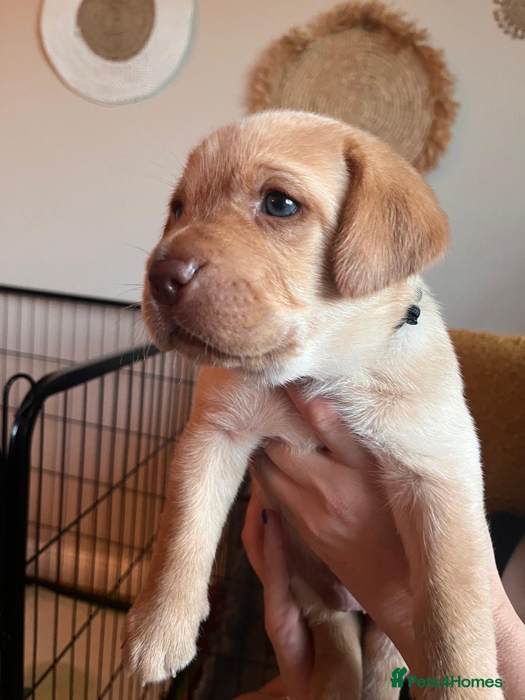 Labrador Retriever dogs for sale: Fox Red / yellow Labrador puppies for sale - Image 23