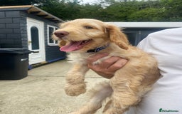 Cockapoo dogs for sale: Adorable genetic clear cockapoo puppies  in Leatherhead - Image 6