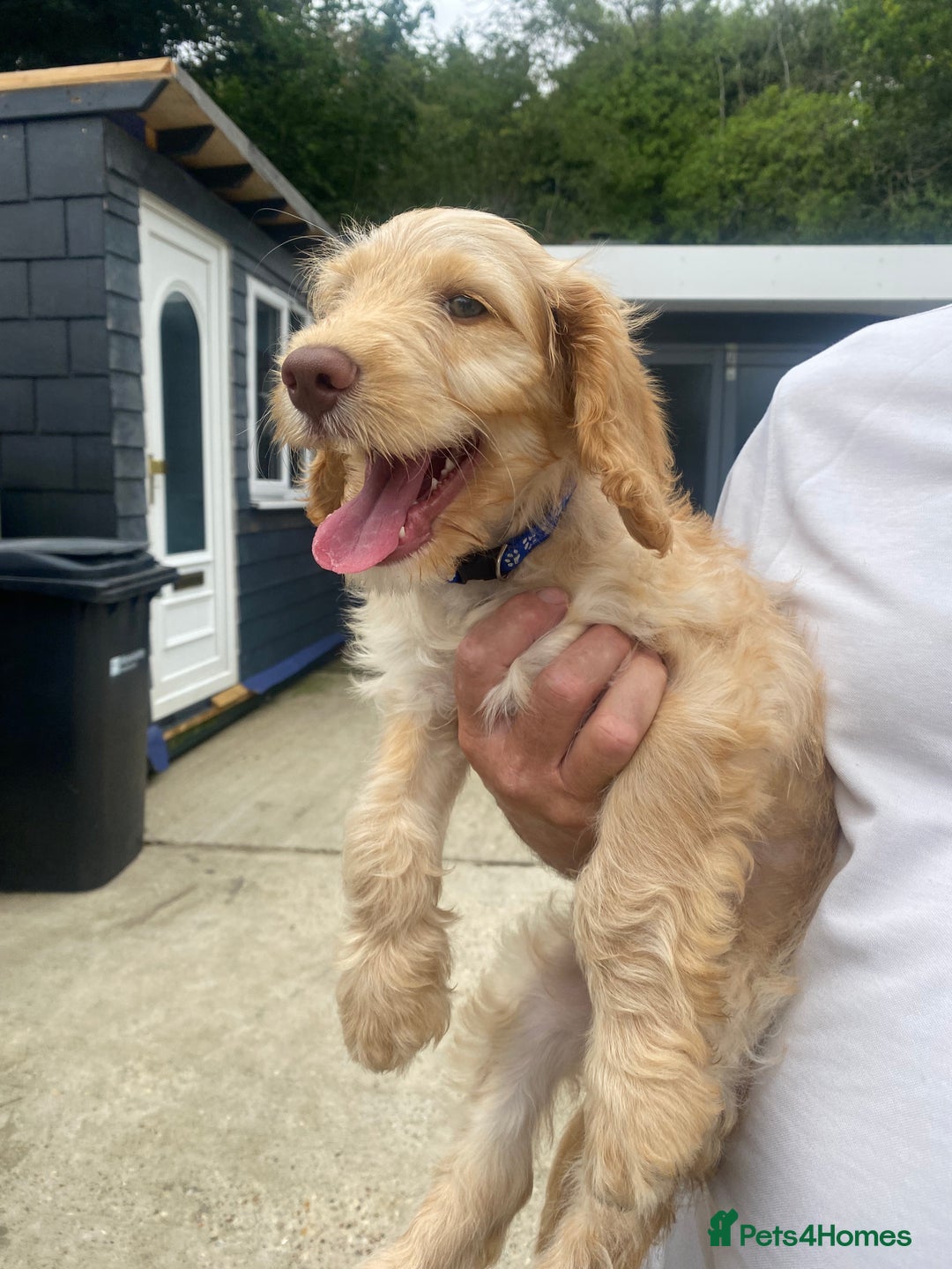 Cockapoo dogs for sale: Adorable genetic clear cockapoo puppies  in Leatherhead - Image 6