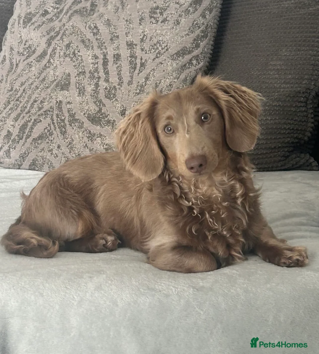 Miniature Dachshund dogs for sale: Miniature Dachshund Puppies for Sale  - Advert 7