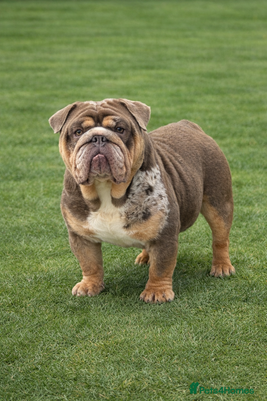 English Bulldog dogs DUFFABULLS MAUI - lilac tweed Merle w cherry tan - Advert 2