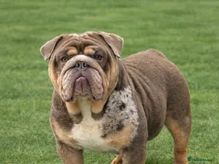 English Bulldog dogs DUFFABULLS MAUI - lilac tweed Merle w cherry tan - Advert 2