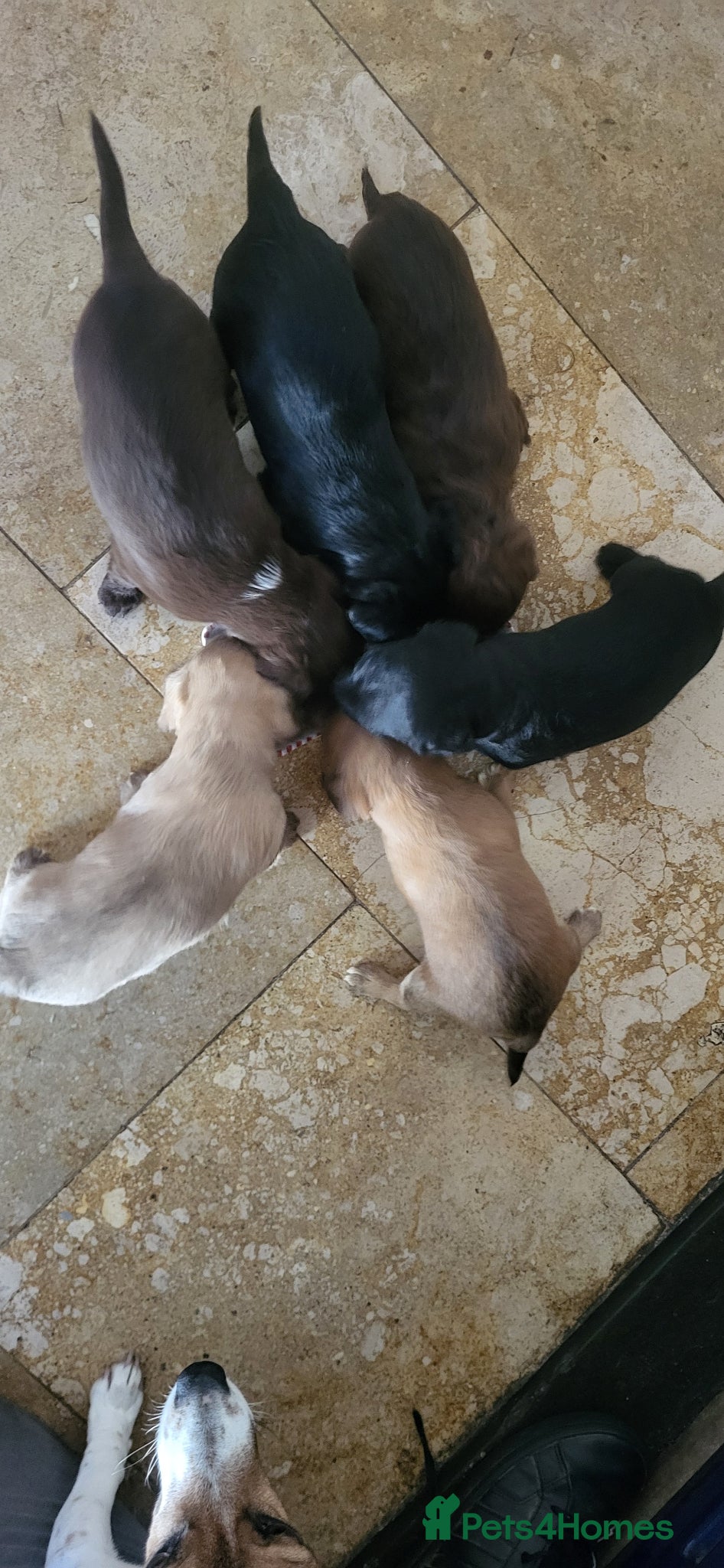 Jackapoo dogs Jackapoo pups for sale  - Advert 2