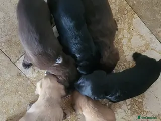 Jackapoo dogs Jackapoo pups for sale - Advert 2