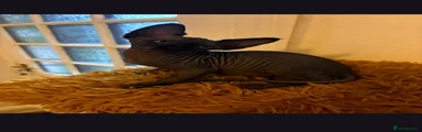 Sphynx 1