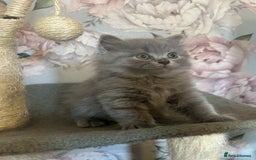 British Longhair cats for sale: British blue kittens  - Image 1