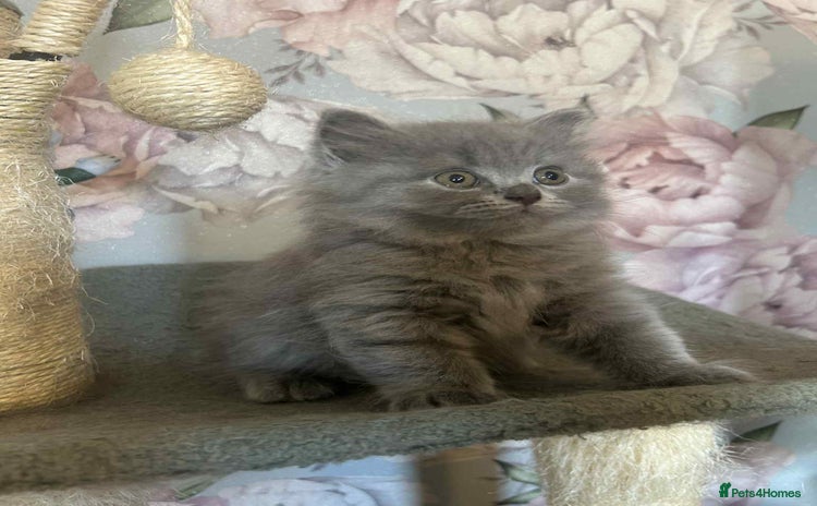 British Longhair cats - Advert 2