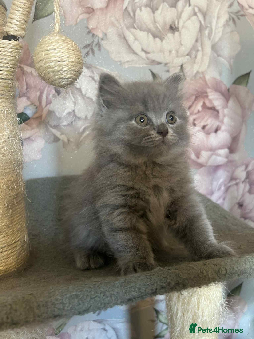 British Longhair cats for sale: British blue kittens  - Image 1