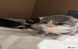 British Shorthair cats for sale: 🐾✨ Looking for Their Forever Home ✨🐾 - Image 5