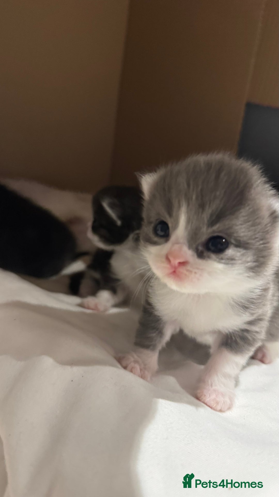 British Shorthair cats for sale: 🐾✨ Looking for Their Forever Home ✨🐾 - Image 5