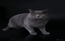 British Shorthair cats for stud: 🐾 Leo – Stunning GCCF BSH Stud Available Now 🐾 in Birmingham - Image 2