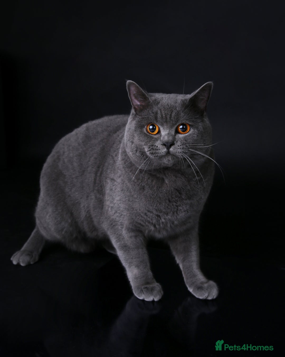 British Shorthair cats for stud: 🐾 Leo – Stunning GCCF BSH Stud Available Now 🐾 in Birmingham - Image 2
