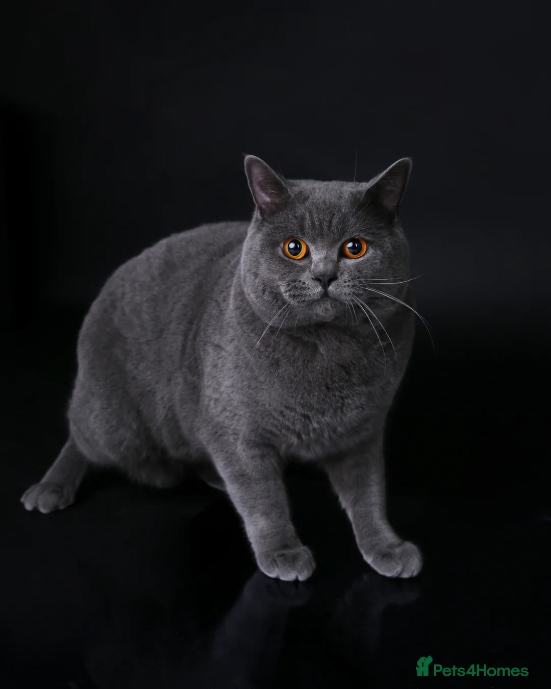 British Shorthair cats for stud: 🐾 Leo – Active GCCF BSH Stud 🐾 in Birmingham - Advert 2