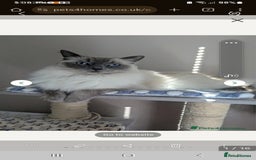 Birman cats for sale: Beautiful bonded cats, Birman and ragdoll females - Image 6