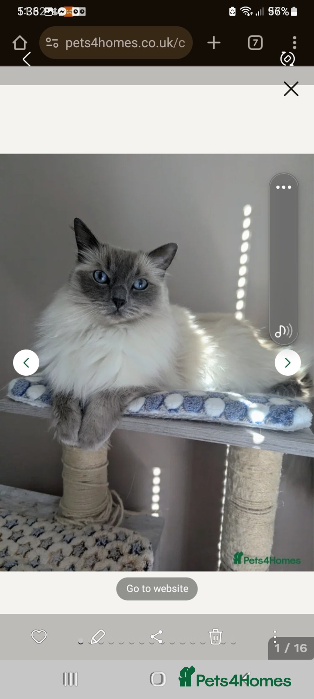 Birman cats for sale: Beautiful bonded cats, Birman and ragdoll females - Image 6