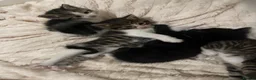Mixed Breed cats for sale: 4 beautiful fluffy kittens, available now! - Advert 15