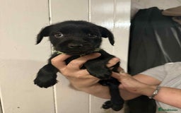 Mixed Breed dogs for sale: Schnoodle cross pommiestaff - Image 3