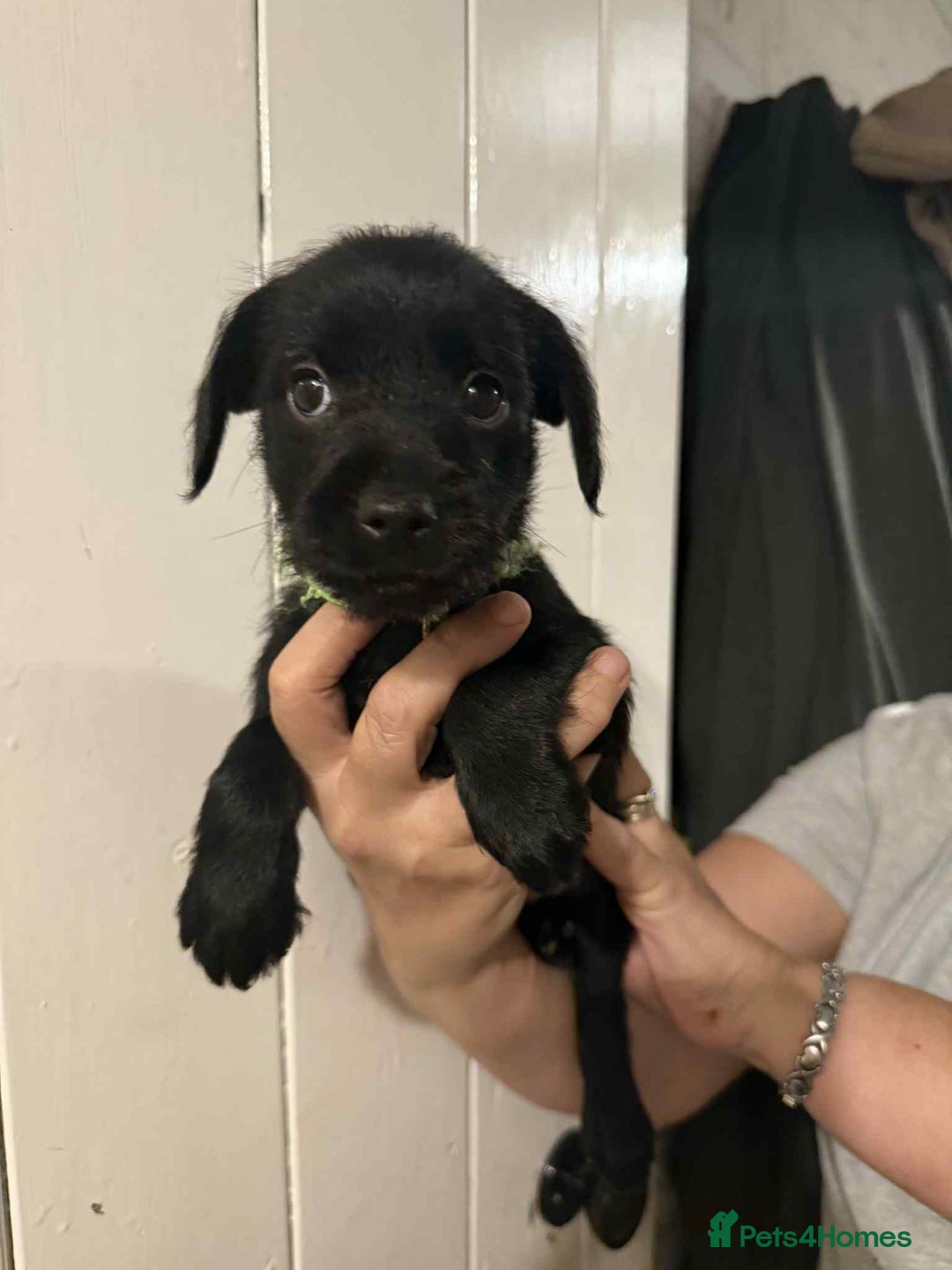 Mixed Breed dogs for sale: Schnoodle cross pommiestaff - Image 3