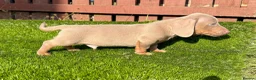 Miniature Dachshund dogs for sale: ❤️Adorable Isabella Miniature Dachshund Puppies 🐶 - Advert 36