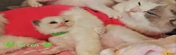 Ragdoll cats for sale: 6 beautiful pure ragdoll kittens in Bishop's Stortford - Advert 7