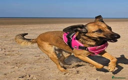 Mixed Breed dogs for adoption: BETSY-2yrs, 22kg, loves dogs/well trained/playful - Image 17