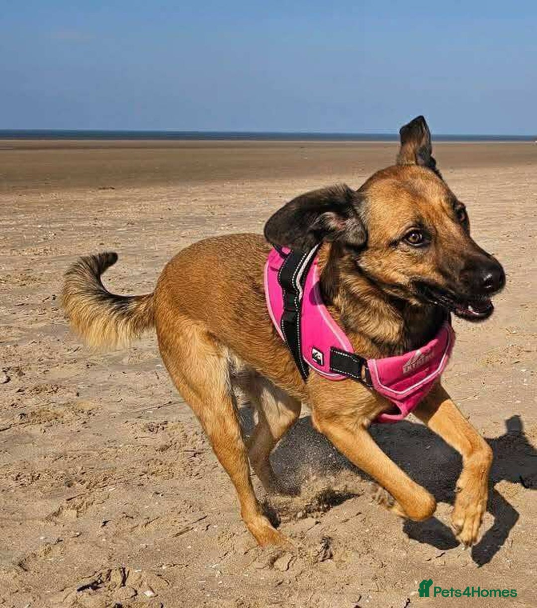 Mixed Breed dogs for adoption: BETSY-2yrs, 22kg, loves dogs/well trained/playful - Image 17