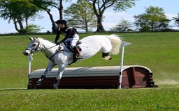 English Warmblood horses for sale: 16hh Schoolmistress  - Image 28