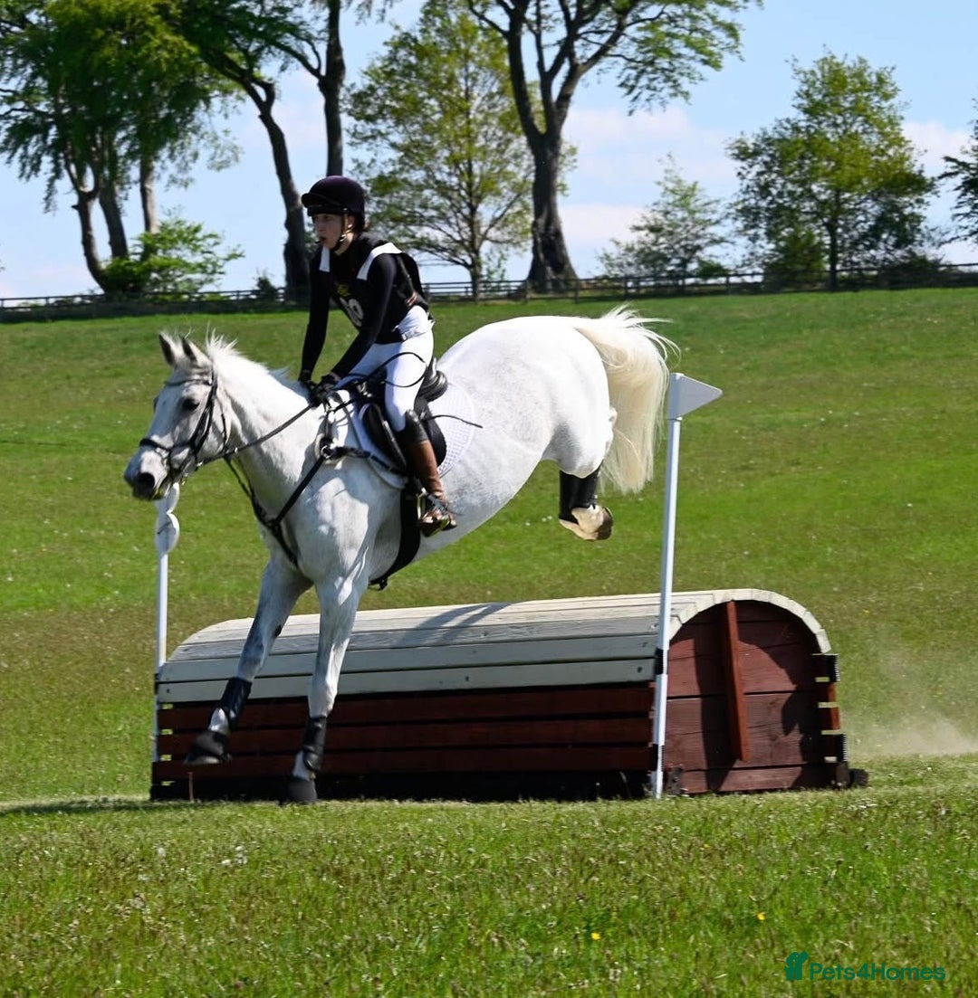 English Warmblood horses for sale: 16hh Schoolmistress  - Image 28
