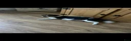 Jack Russell dogs for sale: Beautiful litter of 6 puppies  - Advert 19