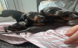 Dachshund dogs for sale: Miniature dachshunds ready now 💗 - Image 11