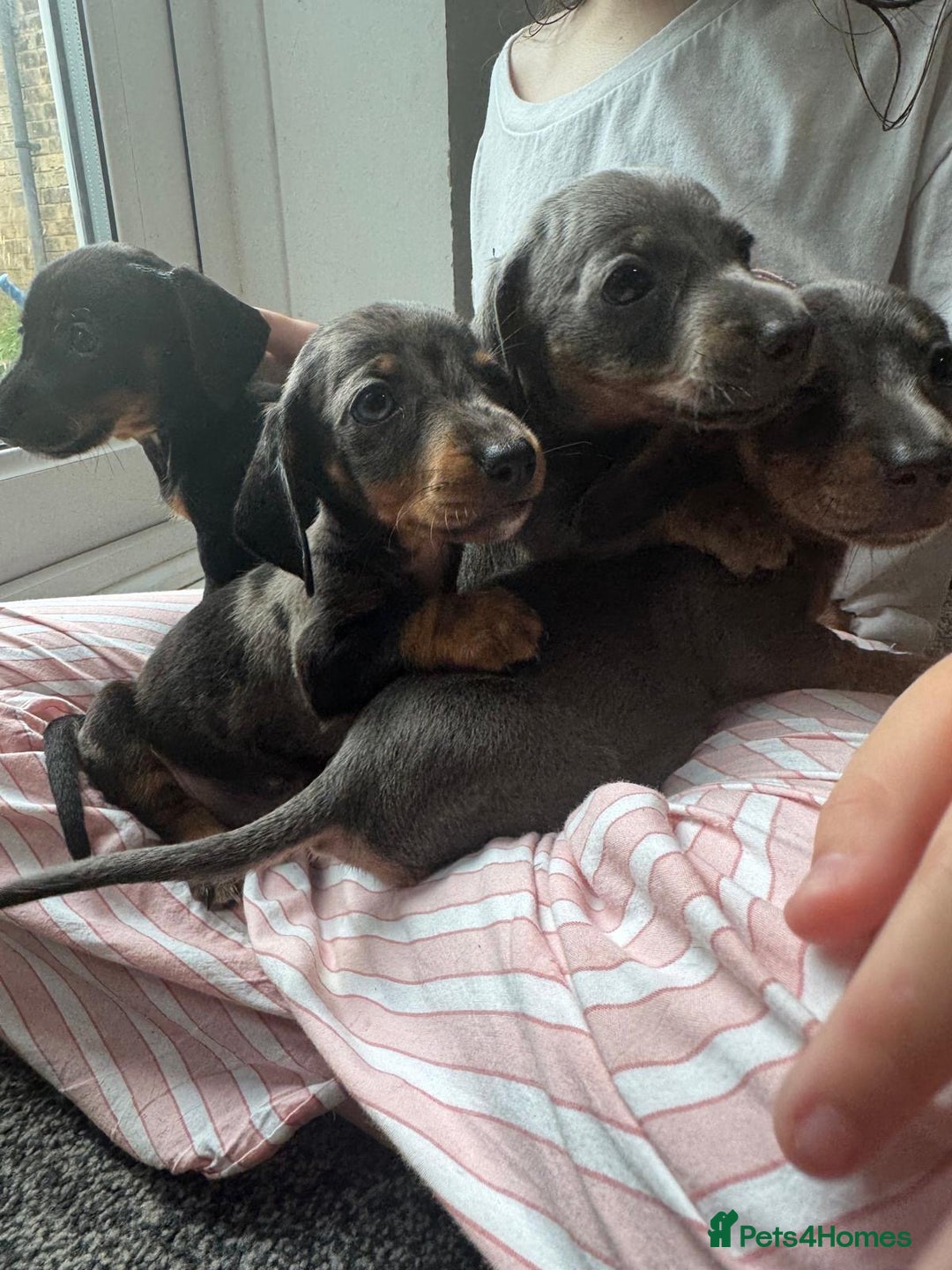 Dachshund dogs for sale: Miniature dachshunds ready now 💗 - Image 11
