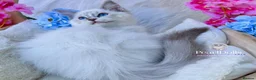 Ragdoll cats for sale: ⭐️AWARD WINNING GCCF CATTERY RAGDOLL KITTENS⭐️ - Advert 3