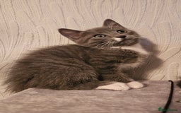 Mixed Breed cats for sale: 4 adorable kittens — 2 boys girls and 2 girls. - Image 13
