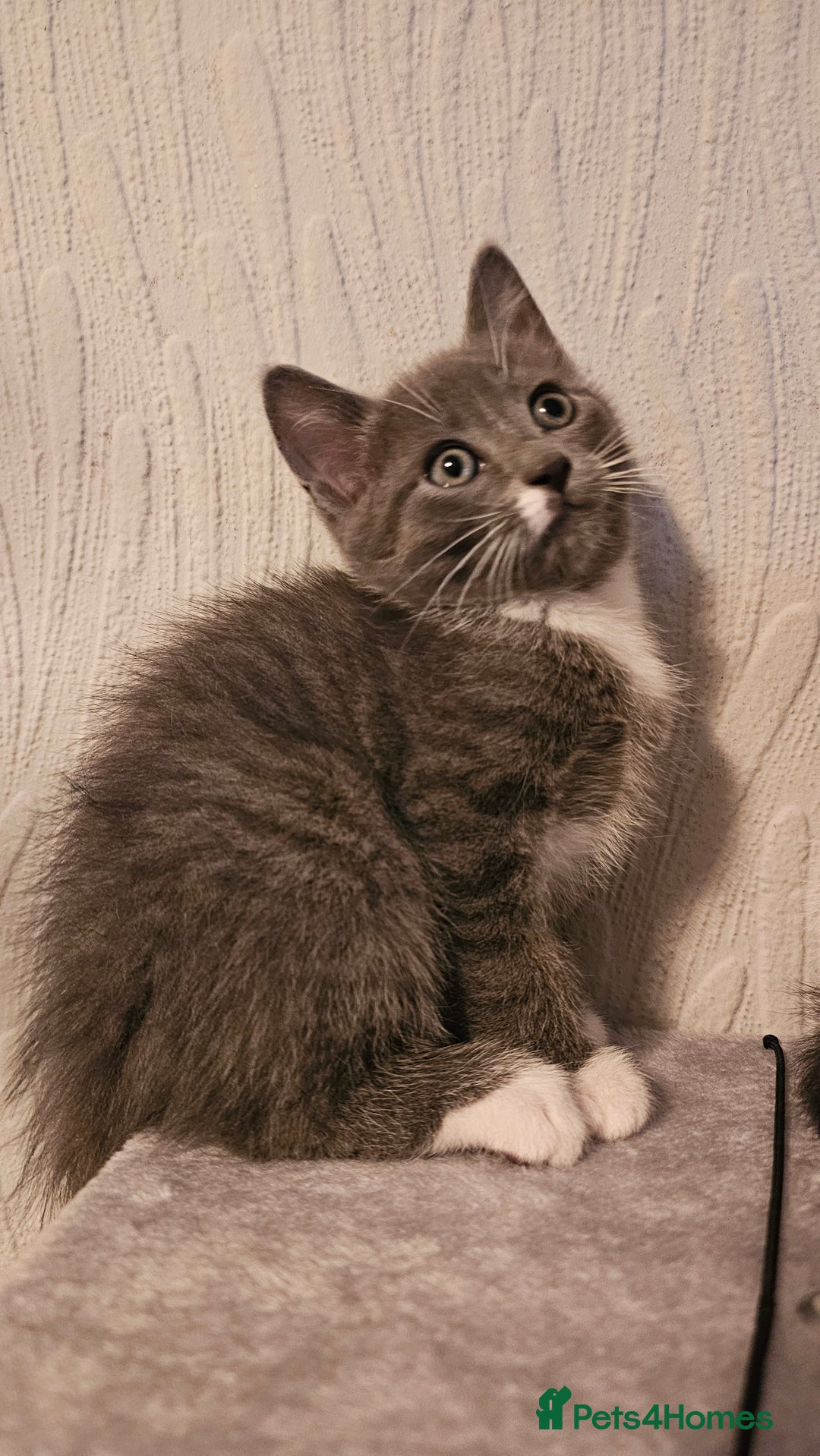 Mixed Breed cats for sale: 4 adorable kittens — 2 boys girls and 2 girls. - Image 13